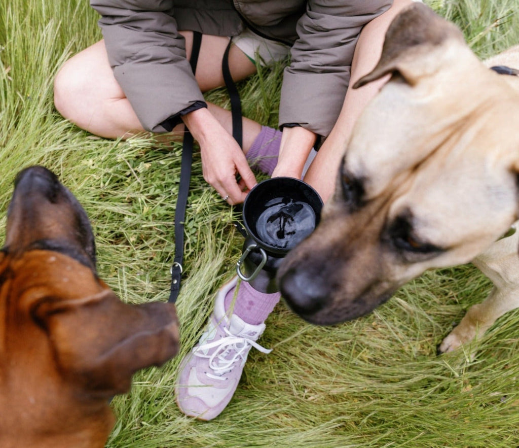 Springer Flip Dog Travel Water Bottle Springer Black