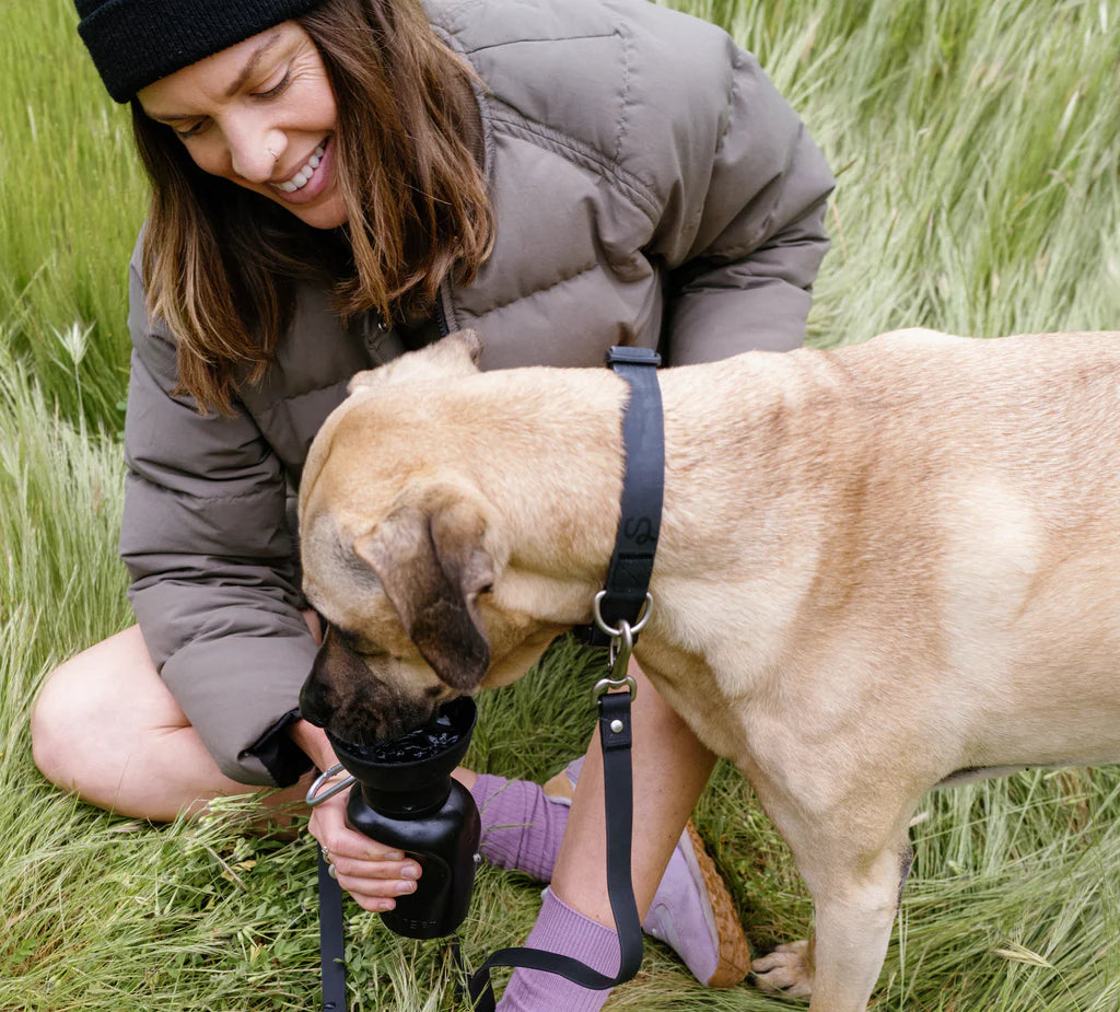 나의 반려견에 맞는 스프링어 물병 선택하기