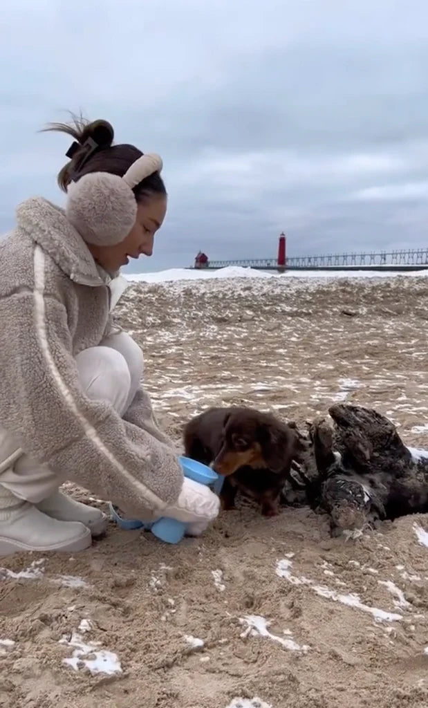 겨울철 반려견 수분 공급에 대한 필수 가이드