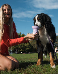 Springer Flip Dog Travel Water Bottle Lilac